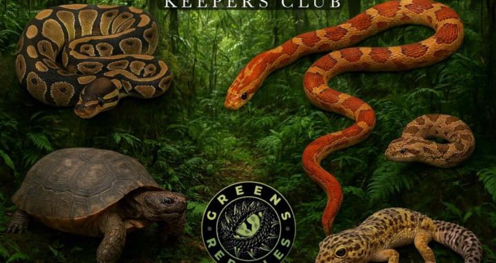 Greens Reptiles and Rescue
