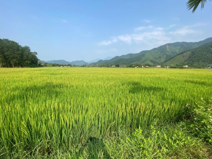 Tran Thang