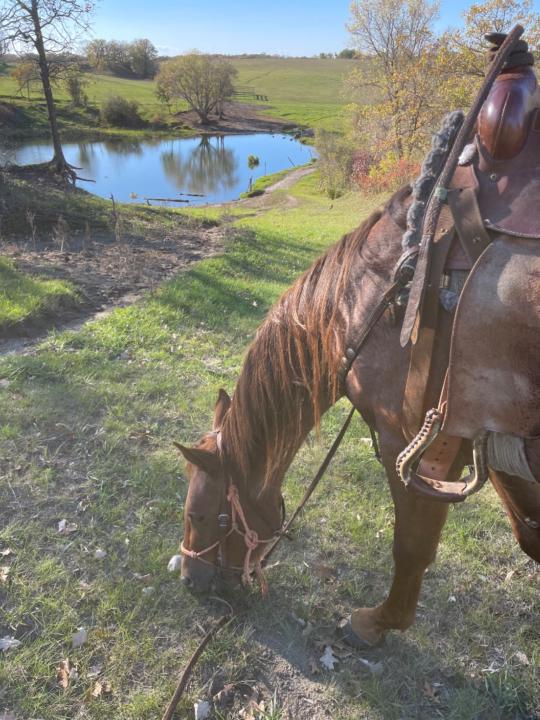 Laurelly Beswitherick