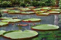 Jane Lee