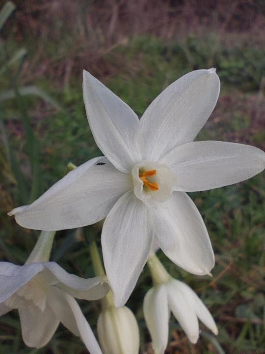 Maria Gabriella Villani