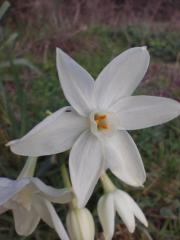 Maria Gabriella Villani