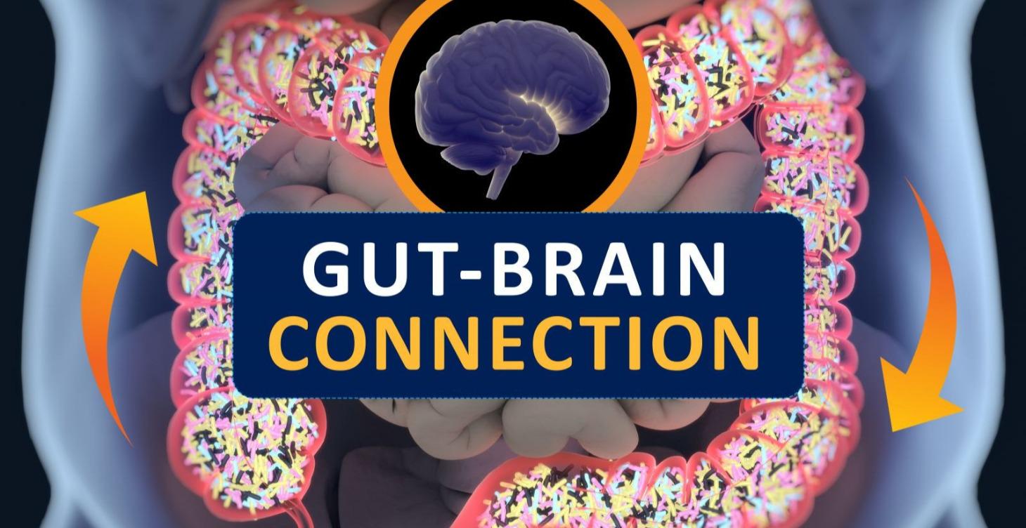 Guy- Brain barrier
