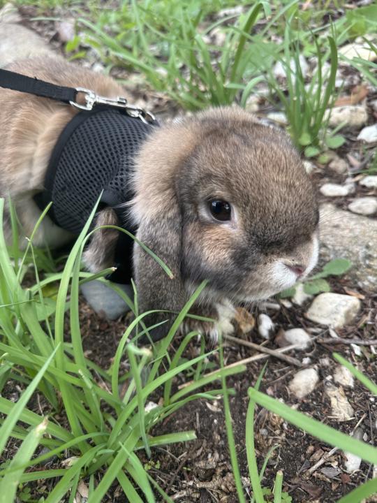 🐰 Meet Lola 🐰
