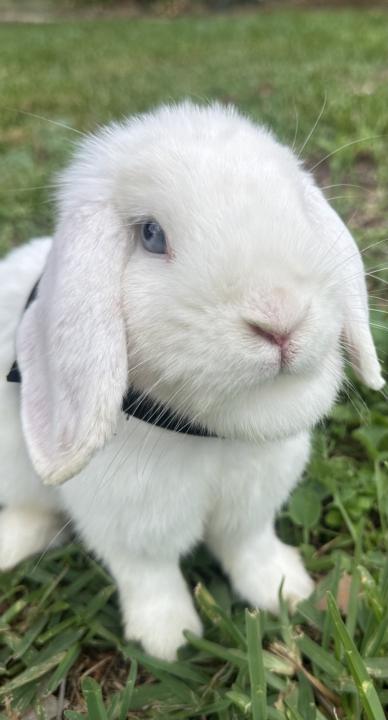 🐰 Meet DeeDee 🐰