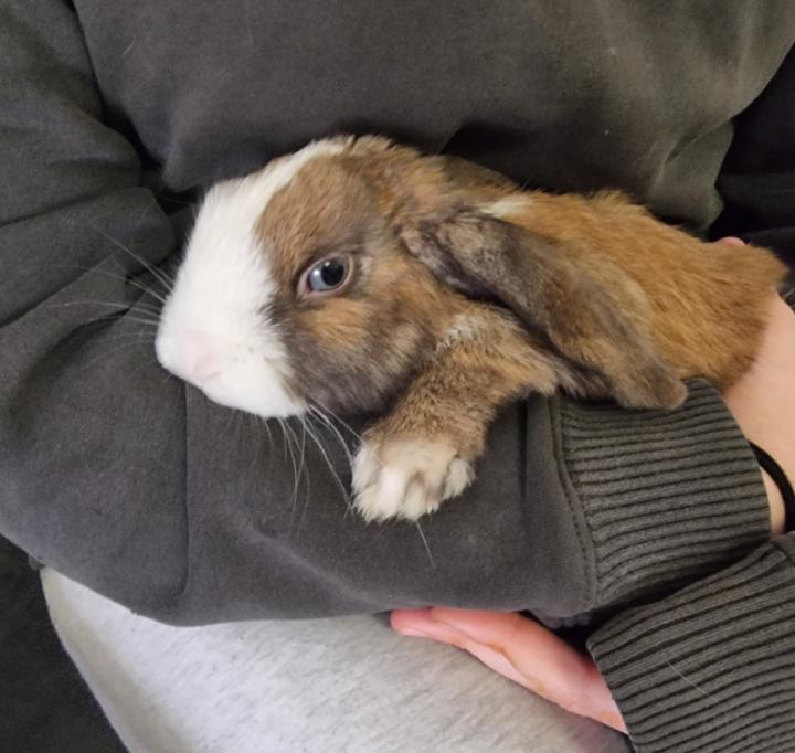 🐰 Meet Bobby 🐰