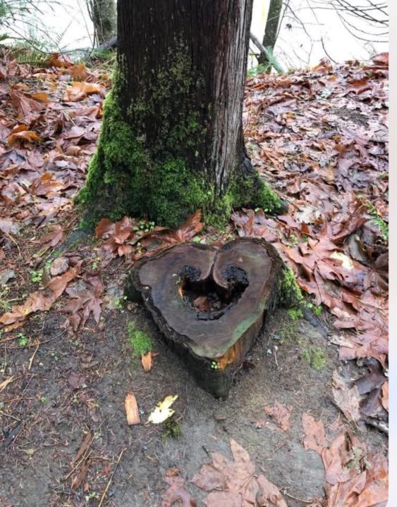 The forest is my happy place too :)