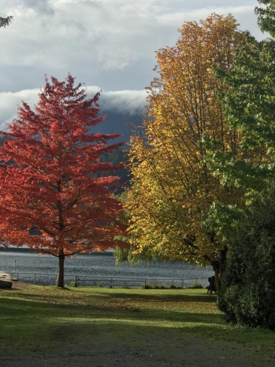 Kawkawa Lake Tree's showing off!