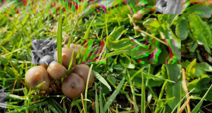 🫘 SK00L BEANS 🫘