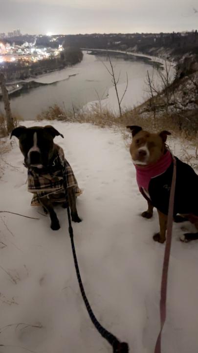 Christine Cunningham