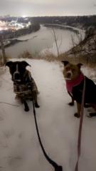 Christine Cunningham