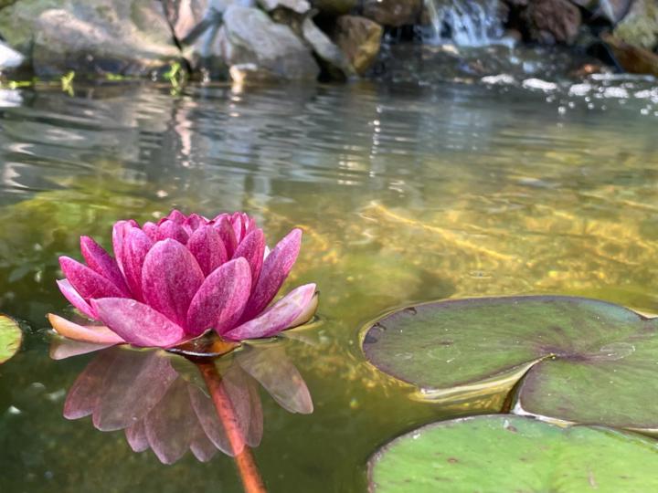 Erika Lidster-Burdett