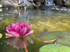 Erika Lidster-Burdett