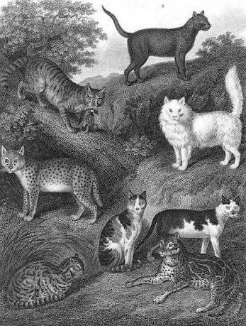 By Napoleon’s Cats!