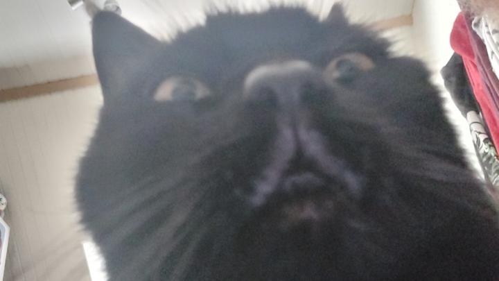 Den L
