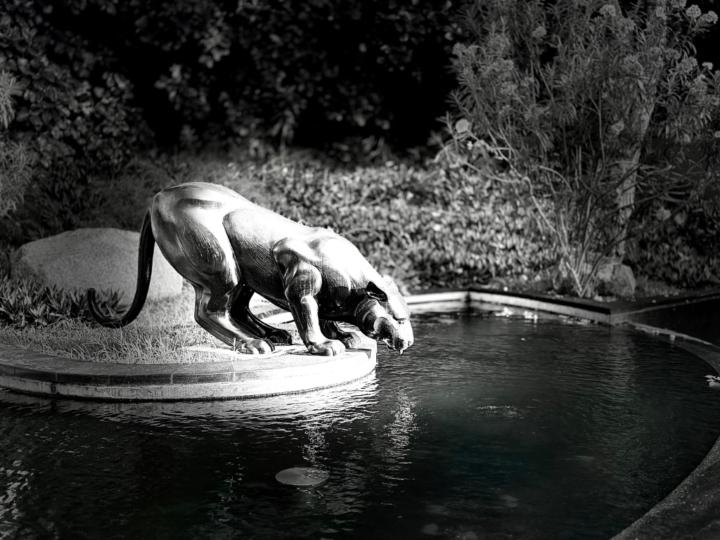 Şahin Ism
