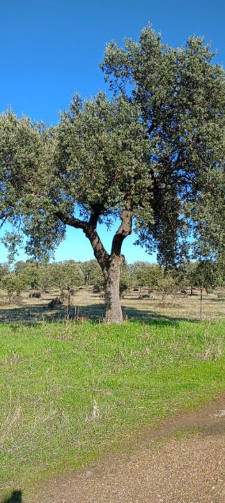 Raquel Zahino carvajal