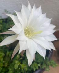 Martha Perochena