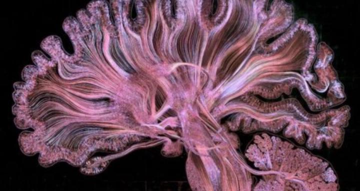 ❤️🧠 Neuroscience Safety🧠❤️