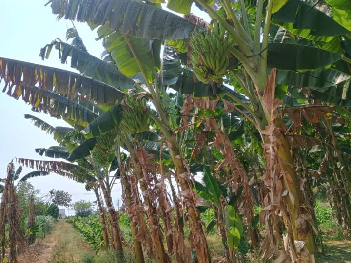 Mukhilan R