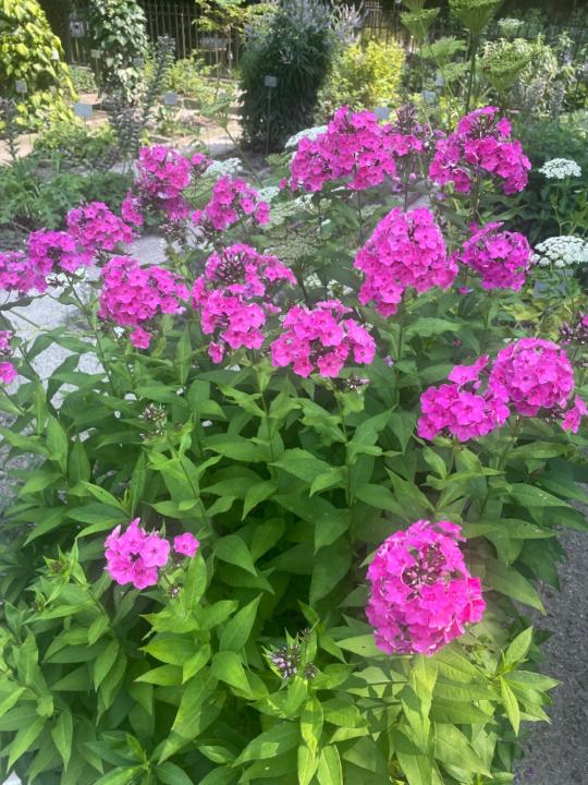 Elizabeth Pierre-Louis