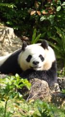 Jenny Chan