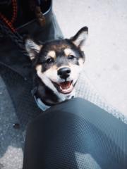 姿 Zi