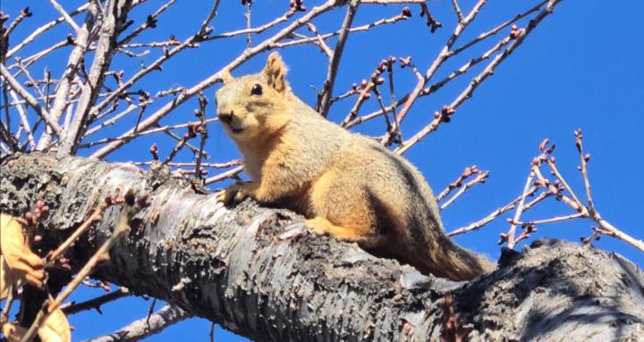 Arborist Tree/plant education