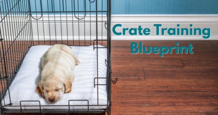 Best Life Canine Academy