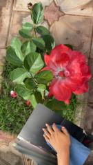 Asmao Cherifa Ayeva Ouedraogo