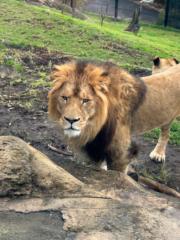 Asimina Samolis-Small