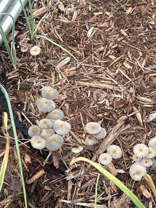 Shrooms!