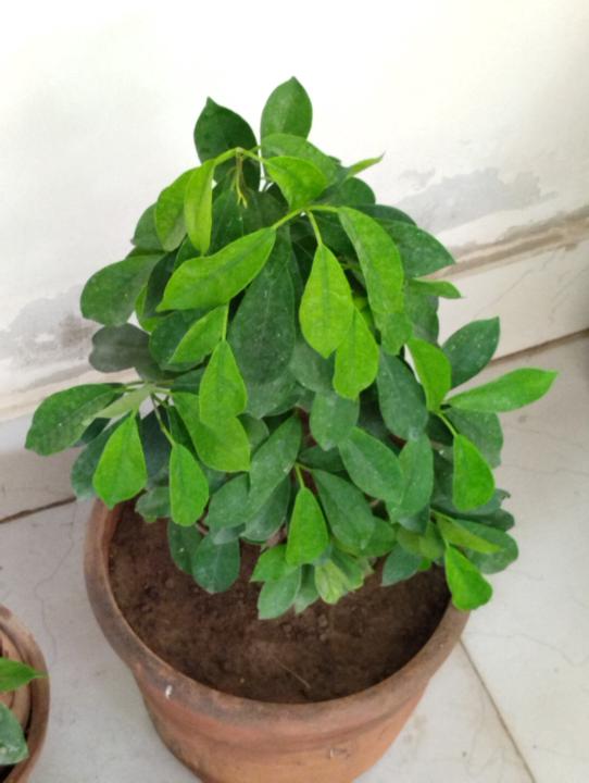 Gifted by my Neighbor! What am I Doing?