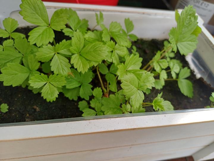 🍓&🍅 doing well 