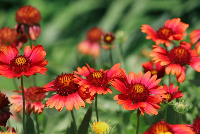 What's your favorite Perennial? 