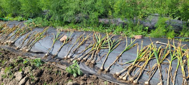 Garlic Planting