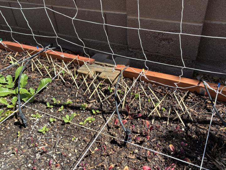 New year, new pest deterrents