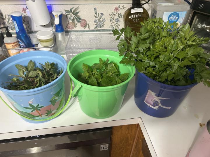 Today's harvest!