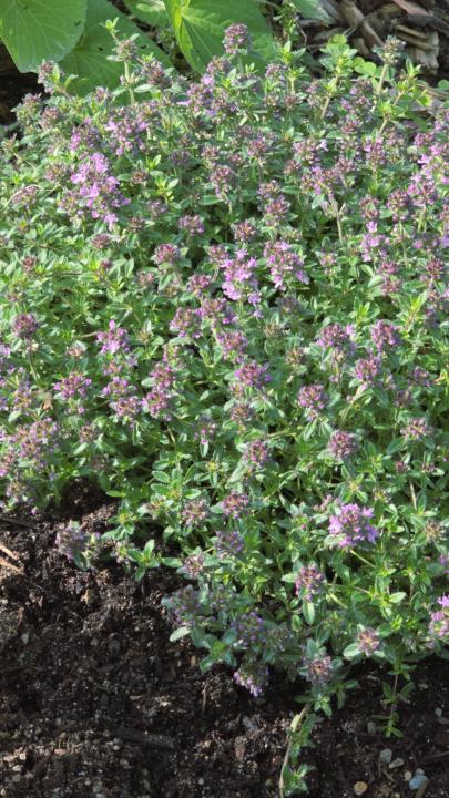 Let me know what you are using as ground cover! 