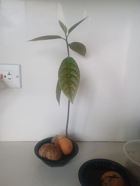 Avocado babies🥑