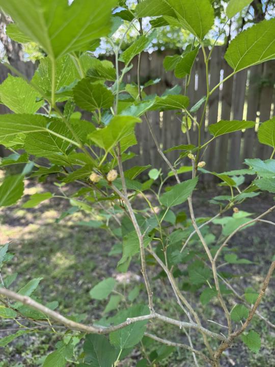 My berry tree