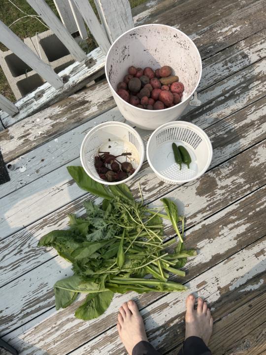 Garden Progress!