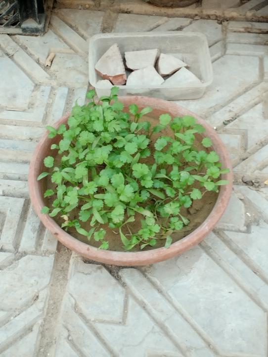 SECOND ATTEMPT: Growing Cilantro