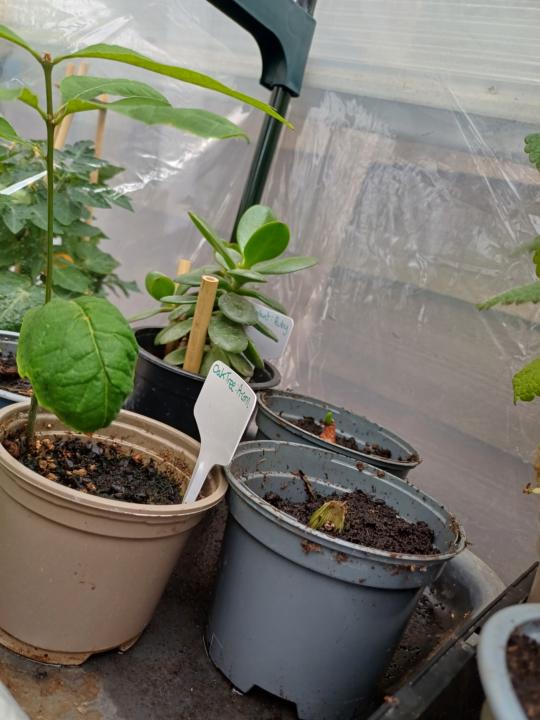 New onions growing well 🧅