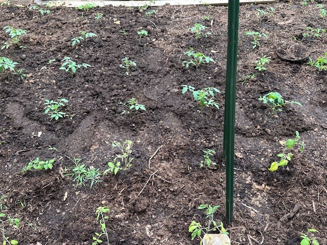 Tomato Bed 1 Installed
