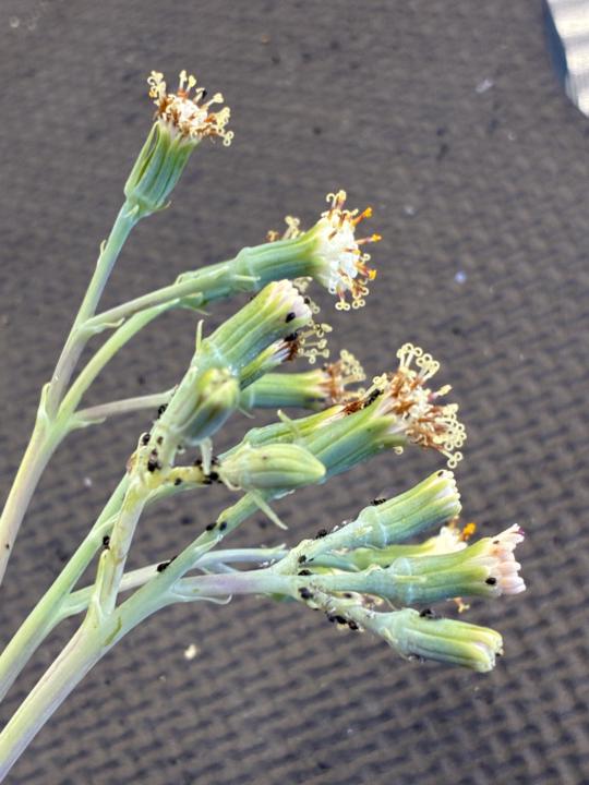 Help! Aphids in cool weather