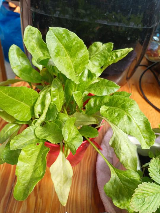 Spinach revived 