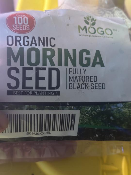 Any advice growing Moringa Seeds?