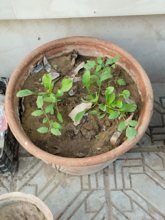 Creating Healthy Soil Ecosystem by Sowing Seeds