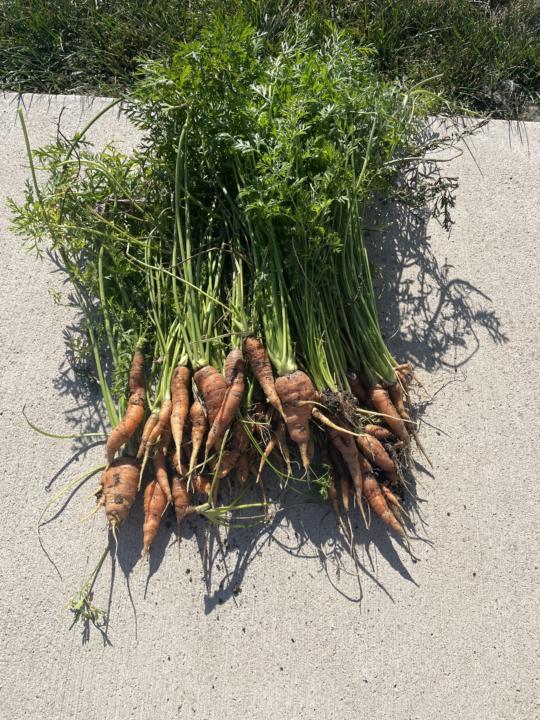 Feeling Meh About My Carrots
